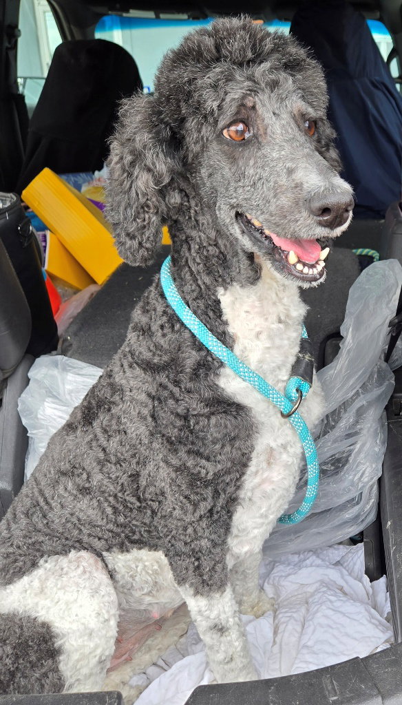 Amanda, Poodle (Standard)