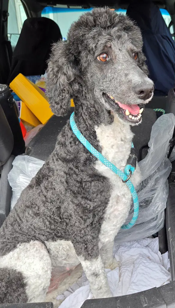 Amanda - Parti-Poodle