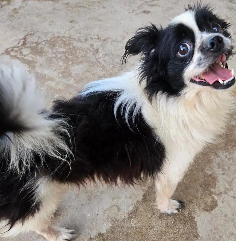 Panda - Papillon