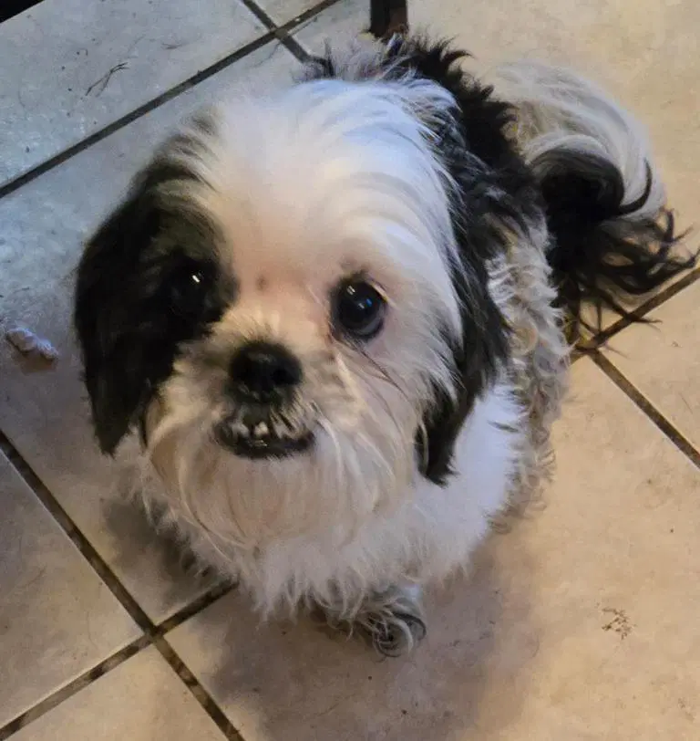 Snow - Shih Tzu