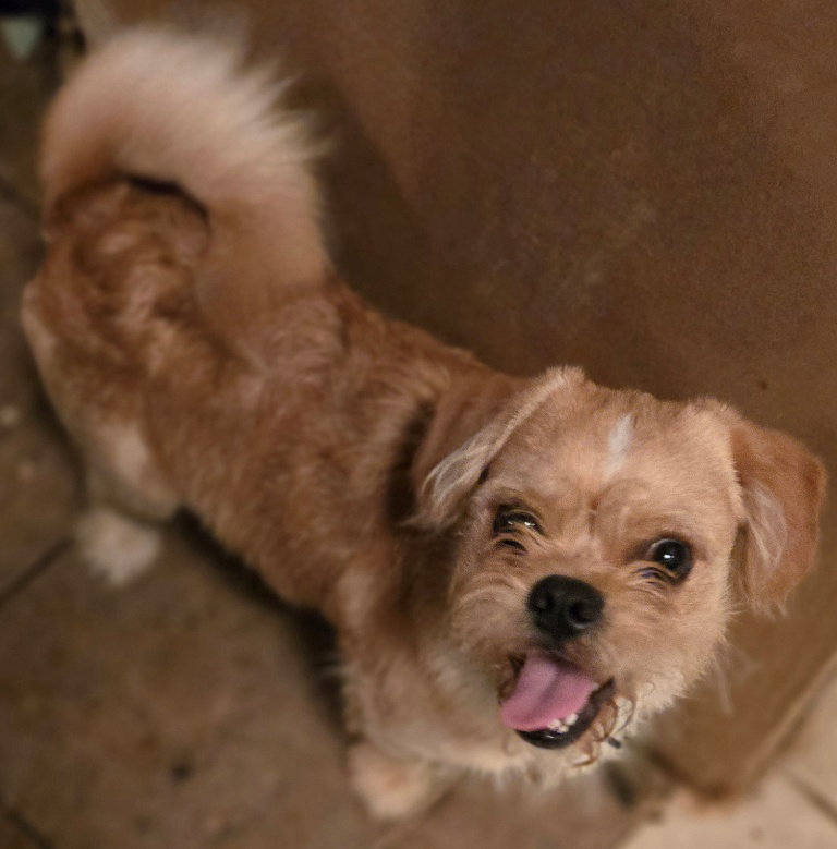 Felix, Shih Tzu