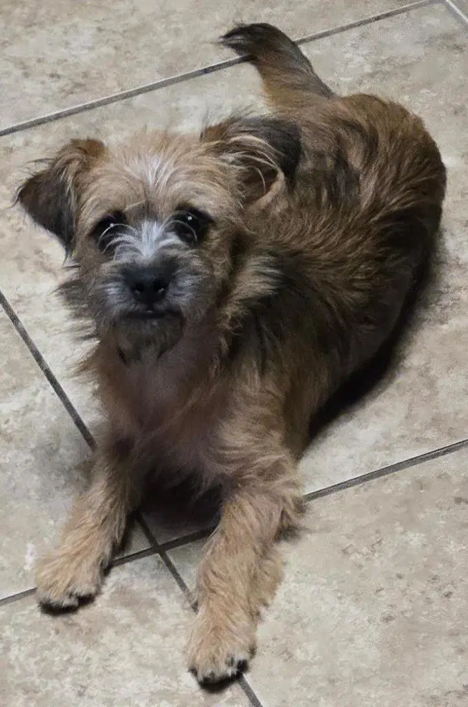 Freda - Border Terrier