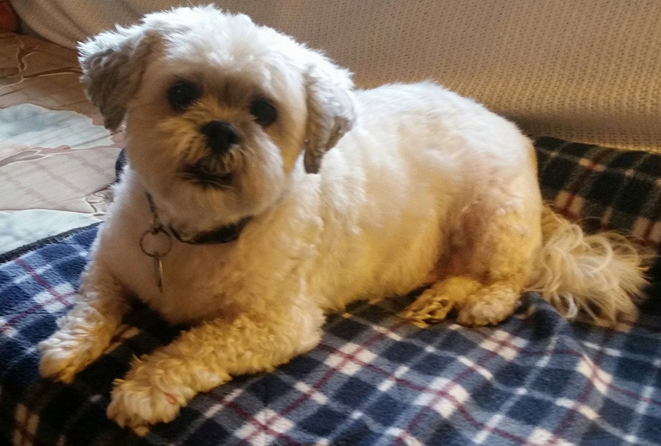 Dog for Adoption Dusty, a Shih Tzu in Highfield Cascade, MD Alpha Paw