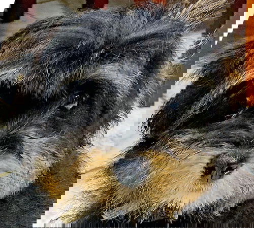 Zorro