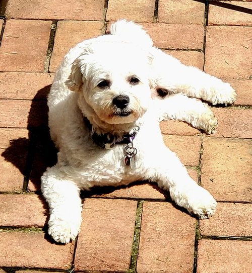 Ernie, an adoptable Poodle in Rockville, MD