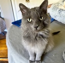 adoptable Cat in San Diego, CA named Blueberry