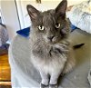 adoptable Cat in  named Blueberry