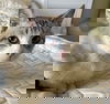 adoptable Cat in  named Amalfi