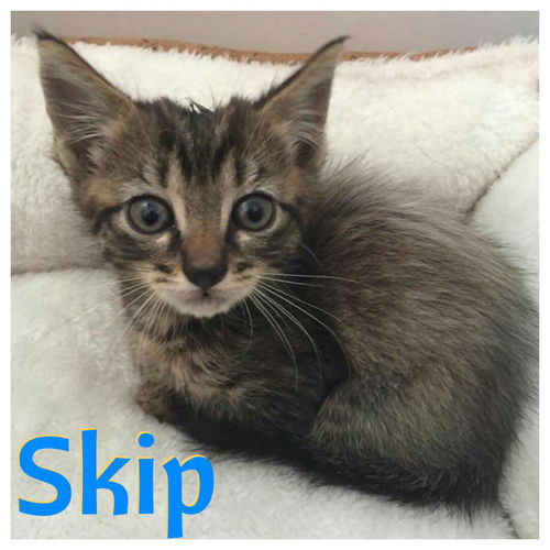 Skip