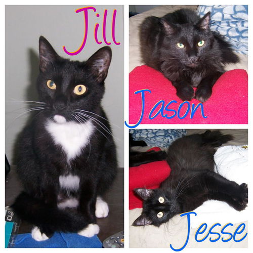 Jason, Jesse, & Jill