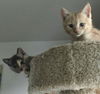 Orangie Orange & Gris Gris