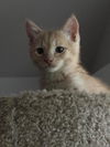 Orangie Orange & Gris Gris
