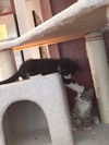Oreo
