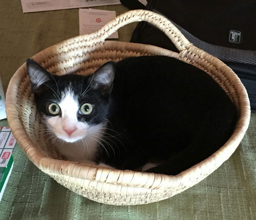 Oreo