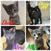 Duke, Miles, Nina, & Dizzy