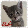 Duke, Miles, Nina, & Dizzy
