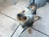 Alfie