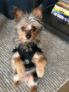Alfie