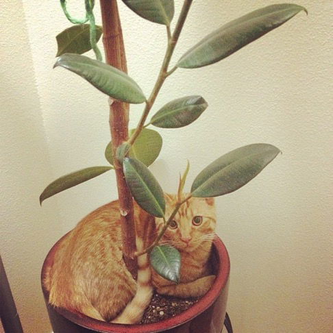 Miso