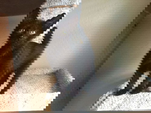Dizzy