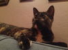 Zula