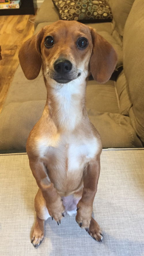 Bailey