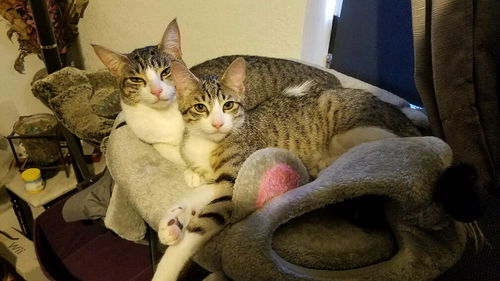 Ginger & Nora