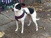 Dottie