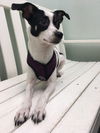 Dottie