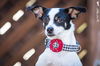 Dottie