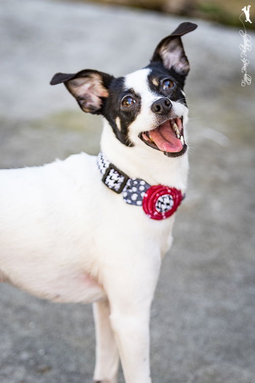 Dottie