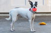 Dottie