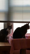 Dusty and Daisy