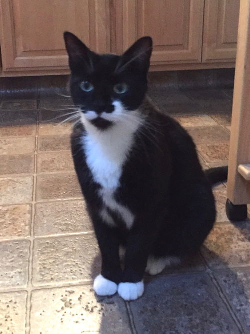 Pavarotti