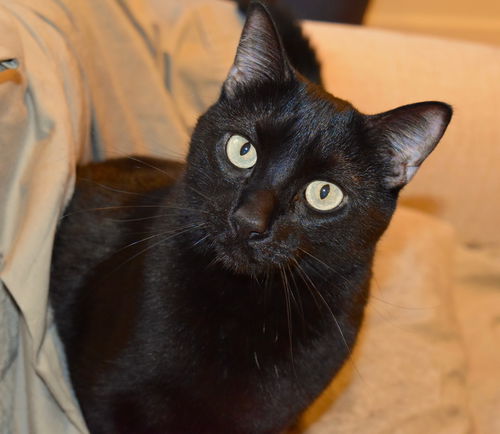 Fiona