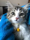 The Airport Kittens