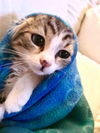 The Airport Kittens