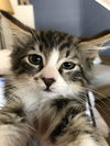 The Airport Kittens