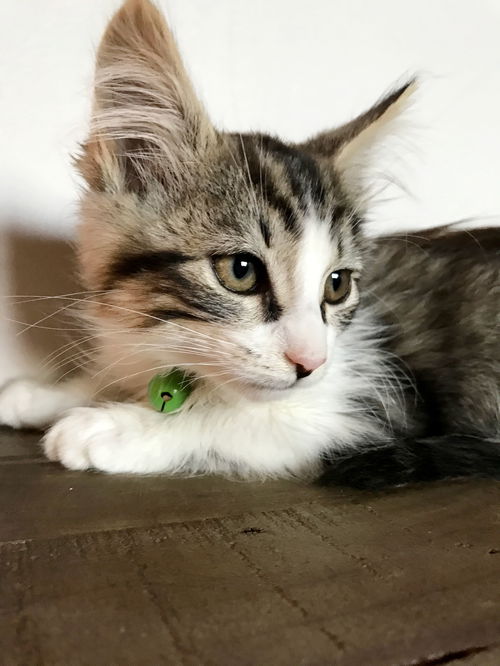 The Airport Kittens