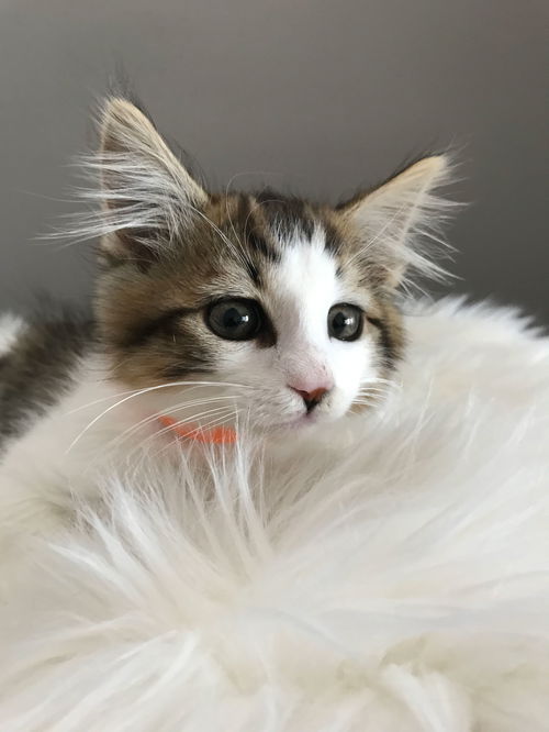 Jet