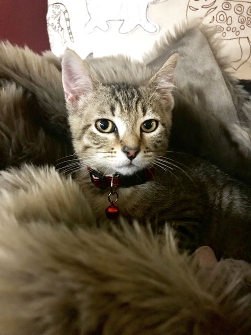 Chico