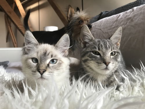 Millie and Petey