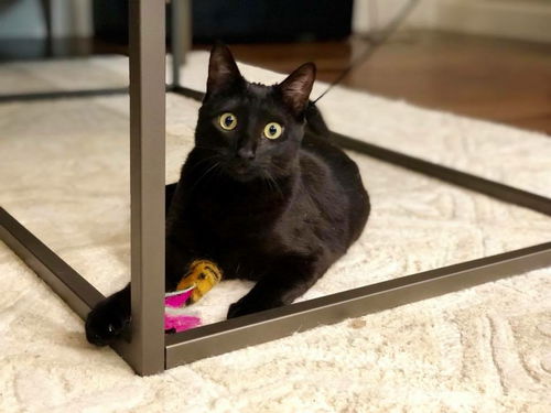 Arya