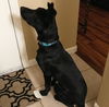 Buster