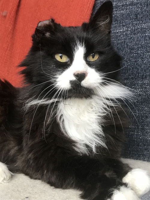 Sylvie
