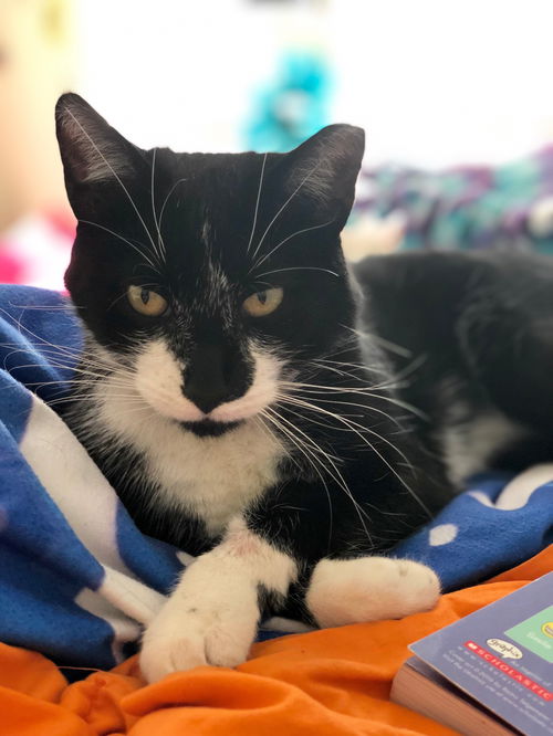 Loki