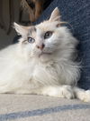 Shiloh