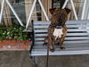 Hooch