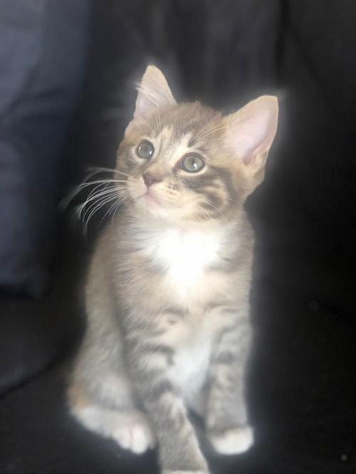 Leia