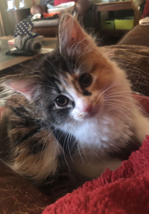 Sofia